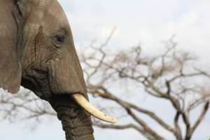 Zabijanie słoni dla kłów może niedługo przestać byc opłacalne. fot. pixabay.com/ Hugh_Grant