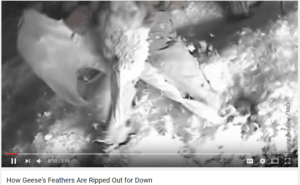 Kadr z klipu na YouTube, nagranego przez organizację PETA.