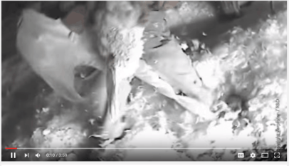 Kadr z klipu na YouTube, nagranego przez organizację PETA.