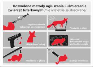 Jak umierają - grafika ilustrująca raport "Vivy!" na temat przemysłu futrzarskiego w Polsce
